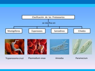 se clasifica en
Ciliados
Sarcodinos
Esporozoos
Mastigóforos
Clasificación de los Protozoarios
Trypanosoma cruzi Plasmodium vivax Amoeba Paramecium
 