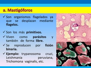  Son organismos flagelados ya
que se desplazan mediante
flagelos.
 Son los más primitivos.
 Viven como parásitos y
también de forma libre.
 Se reproducen por fisión
binaria.
 Ejemplo: trypanosoma cruzi,
Leishmania peruviana,
Trichomona vaginalis, etc.
 