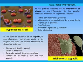 Tema: REINO PROTOCTISTA
Trichomona vaginalis
Trypanosoma cruzi
Es un parásito causante de la vaginitis, es
una inflamación vaginal que afecta a las
mujeres de todas las edades. Presentan los
siguientes síntomas:
- Picazón o irritación vaginal
- Dolor al miccionar
- Sangrado vaginal ligero o manchado
- Cambio en el color y olor del flujo
vaginal.
Es un parásito causante de la enfermedad de
chagas, es una inflamación de los ganglios
linfáticos. Presentan los siguientes síntomas:
- Fiebre con malestares generales
- Inflamación o enrojecimiento de la zona donde
se produjo la picadura.
- Estreñimiento
- Problemas digestivos y cardiacos
- Dolor abdominal
 