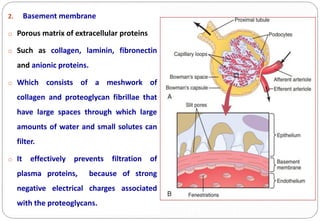 1_Function_of_Kidney_and_Urine_Formation_by_Kidney,_GF_and_RBF.pdf