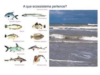 A que ecossistema pertence?

 