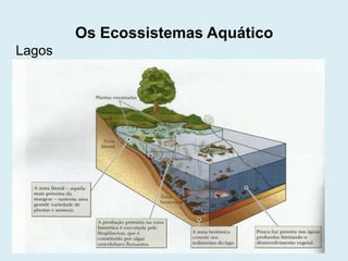Os Ecossistemas Aquático
Lagos

 