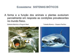 Ecossistema: SISTEMAS BIÓTICOS
A forma e a função dos animais e plantas evoluíram
parcialmente em resposta as condições prevalecentes
no mundo físico.
Elefante Marinho e Pinguim Real

Tubarão Branco – Oceano Pacífico

 