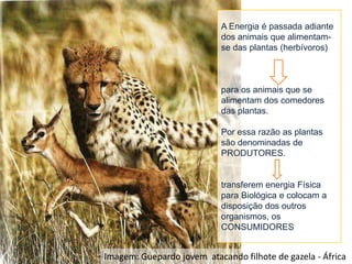 A Energia é passada adiante
dos animais que alimentamse das plantas (herbívoros)

para os animais que se
alimentam dos comedores
das plantas.
Por essa razão as plantas
são denominadas de
PRODUTORES.

transferem energia Física
para Biológica e colocam a
disposição dos outros
organismos, os
CONSUMIDORES

Imagem: Guepardo jovem atacando filhote de gazela - África

 