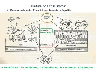 Estrutura do Ecossistema:
 Comparação entre Ecossistema Terrestre x Aquático

I - Autotróficos , II – Herbívoros, I II – Detritívoros, IV Carnívoros, V Sapróvoros.

 