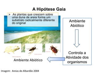 A Hipótese Gaia
 As plantas que crescem sobre
uma duna de areia forma um
substrato radicalmente diferente
do original

Ambiente Abiótico
Imagem: Areias do Albardão 2004

Ambiente
Abiótico

Controla a
Atividade dos
organismos

 