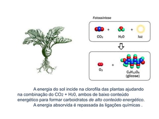 A energia do sol incide na clorofila das plantas ajudando
na combinação do CO2 + H20, ambos de baixo conteúdo
energético para formar carboidratos de alto conteúdo energético.
A energia absorvida é repassada às ligações químicas .

 