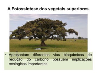 A Fotossíntese dos vegetais superiores.

• Apresentam diferentes vias bioquímicas de
redução do carbono possuem implicações
ecológicas importantes:

 