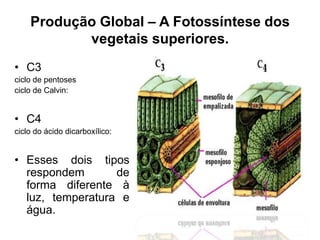 Produção Global – A Fotossíntese dos
vegetais superiores.
• C3
ciclo de pentoses
ciclo de Calvin:

• C4
ciclo do ácido dicarboxílico:

• Esses dois tipos
respondem
de
forma diferente à
luz, temperatura e
água.

 