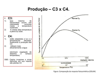 Produção – C3 x C4.
• C3:
1)

2)

taxa
máxima
de
fotossíntese ocorre sob
intensidade
luminosa
media
e
temperatura
moderada.
É inibida altas temperatura
e plena luz solar.

• C4:
1)

2)

estão adaptadas a luz e a
temperaturas
elevadas.
Superando a produção das
C3.
Utilizam mais
eficientemente a água
(dominam vegetação de
desertos
e
campos
temperados)

OBS: Capins invasores e ervas
daninhas em sua maioria
são plantas C4

Figura: Comparação da resposta fotossintética (ODUM)

 