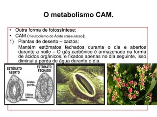 O metabolismo CAM.
• Outra forma de fotossíntese:
• CAM (metabolismo do Ácido crássuláceo):
1) Plantas de deserto – cactos:
Mantém estômatos fechados durante o dia e abertos
durante a noite – O gás carbônico é armazenado na forma
de ácidos orgânicos, e fixados apenas no dia seguinte, isso
diminui a perda de água durante o dia.

.

 