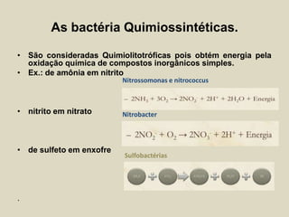 As bactéria Quimiossintéticas.
• São consideradas Quimiolitotróficas pois obtém energia pela
oxidação química de compostos inorgânicos simples.
• Ex.: de amônia em nitrito
Nitrossomonas e nitrococcus

• nitrito em nitrato

• de sulfeto em enxofre

.

Nitrobacter

Sulfobactérias

 