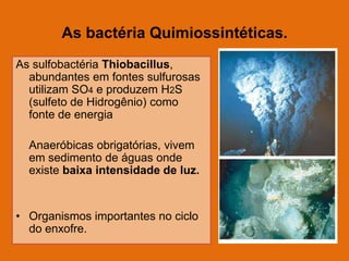 As bactéria Quimiossintéticas.
As sulfobactéria Thiobacillus,
abundantes em fontes sulfurosas
utilizam SO4 e produzem H2S
(sulfeto de Hidrogênio) como
fonte de energia
Anaeróbicas obrigatórias, vivem
em sedimento de águas onde
existe baixa intensidade de luz.

• Organismos importantes no ciclo
do enxofre.

 