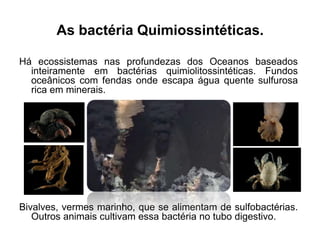 As bactéria Quimiossintéticas.
Há ecossistemas nas profundezas dos Oceanos baseados
inteiramente em bactérias quimiolitossintéticas. Fundos
oceânicos com fendas onde escapa água quente sulfurosa
rica em minerais.

Bivalves, vermes marinho, que se alimentam de sulfobactérias.
Outros animais cultivam essa bactéria no tubo digestivo.

 
