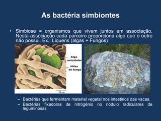As bactéria simbiontes
• Simbiose = organismos que vivem juntos em associação.
Nesta associação cada parceiro proporciona algo que o outro
não possui. Ex.: Liquens (algas + Fungos)

– Bactérias que fermentam material vegetal nos intestinos das vacas.
– Bactérias fixadoras de nitrogênio no nódulo radiculares de
leguminosas

 