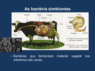 As bactéria simbiontes

– Bactérias que fermentam
intestinos das vacas.

material

vegetal

nos

 