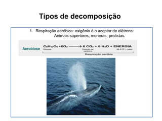 Tipos de decomposição
1. Respiração aeróbica: oxigênio é o aceptor de elétrons:
Animais superiores, moneras, protistas.

 