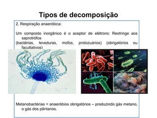 Tipos de decomposição
2. Respiração anaeróbica:
Um composto inorgânico é o aceptor de elétrons: Restringe aos
saprotrófos
(bactérias, leveduras, mofos, protozuários) (obrigatórios ou
facultativos)

Metanobactérias = anaeróbios obrigatórios – produzindo gás metano,
o gás dos pântanos.

 