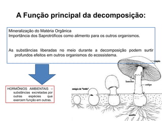 A Função principal da decomposição:
Mineralização do Matéria Orgânica
Importância dos Saprotróficos como alimento para os outros organismos.

As substâncias liberadas no meio durante a decomposição podem surtir
profundos efeitos em outros organismos do ecossistema.

HORMÔNIOS AMBIENTAIS –
substâncias excretadas por
outras
espécies
que
exercem função em outras.

 