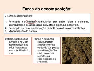 Fazes da decomposição:
3 Fazes da decomposição:

1. Formação de detritos particulados por ação física e biológica,
acompanhada pela liberação de Matéria orgânica dissolvida.
2. Formação de húmus e liberação de M.O solúvel pelos saprótrofos.
3. Mineralização do húmus.
Detritos, susbstâncias
húmicas e M.O em
decomposição são
todos importantes
para a fertilidade do
solo.

Húmus = sustância
escura/marrom –
amorfa e coloidal
contendo compostos
aromáticos(fenóis)
misturados com
produtos da
decomposição de
proteínas.

 