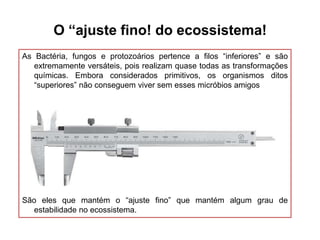 O “ajuste fino! do ecossistema!
As Bactéria, fungos e protozoários pertence a filos ―inferiores‖ e são
extremamente versáteis, pois realizam quase todas as transformações
químicas. Embora considerados primitivos, os organismos ditos
―superiores‖ não conseguem viver sem esses micróbios amigos

São eles que mantém o ―ajuste fino‖ que mantém algum grau de
estabilidade no ecossistema.

 