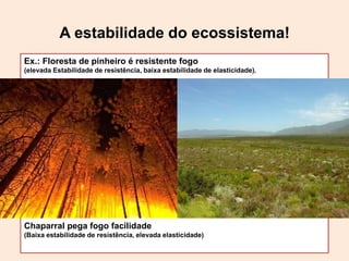 A estabilidade do ecossistema!
Ex.: Floresta de pinheiro é resistente fogo
(elevada Estabilidade de resistência, baixa estabilidade de elasticidade).

Chaparral pega fogo facilidade
(Baixa estabilidade de resistência, elevada elasticidade)

 