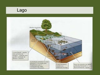Lago

 