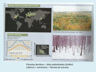 Florestas decíduas – Solos podzolizados (ácidos).
Latêrico (- nutrientes) – Floresta de acículas

 