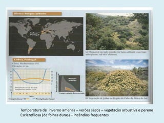 Temperatura de inverno amenas – verões secos – vegetação arbustiva e perene
Esclerofilosa (de folhas duras) – incêndios frequentes

 