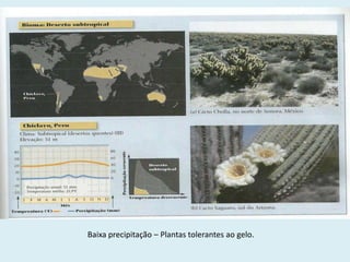 Baixa precipitação – Plantas tolerantes ao gelo.

 