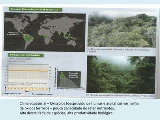 Clima equatorial – Oxissolos (desprovido de húmus e argila) cor vermelha
de óxidos ferrosos – pouca capacidade de reter nutrientes,
Alta diversidade de espécies, alta produtividade biológica

 