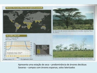 Apresenta uma estação de seca – predominância de árvores decíduas
Savanas – campos com árvores esparsas, solos laterizados

 
