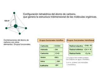 Configuración tetraédrica del átomo de carbono,
                     que genera la estructura tridimensional de las moléculas orgánicas.




Combinaciones del átomo de
carbono con otros
elementos. Grupos funcionales.
 