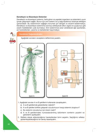 40
Kendimizi De¤erlendirelim
Aşağıdaki soruların cevaplar›n› defterimize yazal›m.
1. Aşağıdaki soruları A ve B şekillerini kullanarak cevaplayalım.
a) A ve B şekillerinde gösterilenler nelerdir?
b) A ve B şekilleri birlikte çalışarak vücudumuzun hangi sistemini oluşturur?
c) Bu sistemin vücudumuz için önemi nedir?
d) A ve B şekillerindeki numaralandırılmış bölümlerin isimlerini yazalım ve
görevlerini açıklayalım.
2. Refleks olarak adlandırdığımız hareketlerden birini seçelim. Seçtiğimiz refleksi
gözlemleyebileceğimiz bir deney tasarlayalım.
Şekil A Şekil B
22
30. s.
Denetleyici ve Düzenleyici Sistemler
Denetleyici ve düzenleyici sistemiz, farklı görev ve yapıdaki organların ve sistemlerin uyum
içinde çalışmasını sağlar. Bunun için sinir sistemi ve iç salgı bezlerimiz birbiriyle etkileşim
içerisindedir. Bu sistemimizin sağlığını korumak için dengeli ve düzenli beslenmeliyiz.
Denetleyici ve düzenleyici sistemimizi olumsuz etkileyecek alkol, sigara ve uyuşturucu gibi
zararlı maddelerden uzak durmal›y›z. Sinir sistemimize zarar verebilecek ağır sporlardan,
ani hareketlerden, çarpma ve darbelerden kaçınmal›y›z.
1 2
43
1
2
3
4
5
6
 