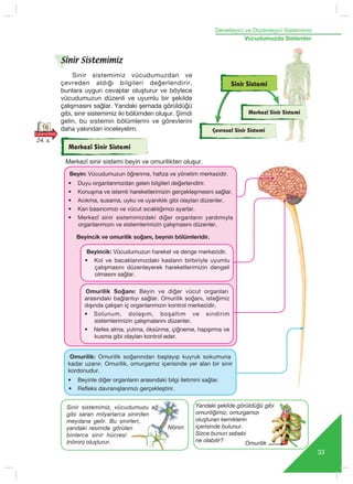 Denetleyici ve Düzenleyici Sistemimiz
33
Vücudumuzda Sistemler
Omurilik
Sinir sistemimiz vücudumuzdan ve
çevreden ald›¤› bilgileri de¤erlendirir,
bunlara uygun cevaplar oluﬂturur ve böylece
vücudumuzun düzenli ve uyumlu bir ﬂekilde
çal›ﬂmas›n› sa¤lar. Yandaki ﬂemada görüldü¤ü
gibi, sinir sistemimiz iki bölümden oluﬂur. Şimdi
gelin, bu sistemin bölümlerini ve görevlerini
daha yakından inceleyelim.
Merkezî Sinir Sistemi
Merkezî Sinir Sistemi
Çevresel Sinir Sistemi
Sinir Sistemi
Nöron
Sinir sistemimiz, vücudumuzu ağ
gibi saran milyarlarca sinirden
meydana gelir. Bu sinirleri,
yandaki resimde görülen
binlerce sinir hücresi
(nöron) oluşturur.
Sinir Sistemimiz
Omurilik: Omurilik soğanından başlayıp kuyruk sokumuna
kadar uzan›r. Omurilik, omurgamız içerisinde yer alan bir sinir
kordonudur.
• Beyinle di¤er organlar›n arasındaki bilgi iletimini sağlar.
• Refleks davranışlarımızı gerçekleştirir.
Beyin: Vücudumuzun öğrenme, hafıza ve yönetim merkezidir.
• Duyu organlarımızdan gelen bilgileri değerlendirir.
• Konuşma ve istemli hareketlerimizin gerçekleşmesini sağlar.
• Acıkma, susama, uyku ve uyanıklık gibi olayları düzenler.
• Kan basıncımızı ve vücut sıcaklığımızı ayarlar.
• Merkezî sinir sistemimizdeki diğer organların yardımıyla
organlarımızın ve sistemlerimizin çalışmasını düzenler.
Beyincik: Vücudumuzun hareket ve denge merkezidir.
• Kol ve bacaklarımızdaki kasların birbiriyle uyumlu
çalışmas›n› düzenleyerek hareketlerimizin dengeli
olmasını sağlar.
16
24. s.
Yandaki ﬂekilde görüldü¤ü gibi
omurili¤imiz, omurgam›z›
oluﬂturan kemiklerin
içerisinde bulunur.
Sizce bunun sebebi
ne olabilir?
Omurilik Soğanı: Beyin ve di¤er vücut organları
arasındaki bağlantıyı sağlar. Omurilik soğanı, iste¤imiz
d›ﬂ›nda çalışan iç organlarımızın kontrol merkezidir.
• Solunum, dolaşım, boşaltım ve sindirim
sistemlerimizin çalışmalarını düzenler.
• Nefes alma, yutma, öksürme, çiğneme, hapşırma ve
kusma gibi olayları kontrol eder.
Merkezî sinir sistemi beyin ve omurilikten oluﬂur.
Beyincik ve omurilik so¤an›, beynin bölümleridir.
 