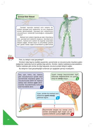 34
Çevresel Sinir Sistemi
Yandaki resimde merkezî sinir sistemi ile
birlikte çevresel sinir sistemimiz ve onu oluﬂturan
sinirler görülmektedir. Çevresel sinir sistemimizin
vücudumuzun neresinde bulundu¤unu söyleyebilir
misiniz?
Merkezî sinir sistemi dışında yer alan milyonlarca
sinir, çevresel sinir sistemini oluşturur. Çevresel sinir
sistemi, merkezî sinir sistemi ile organlar arasındaki
iletişimi sağlar. Sinirler beyin ve omurilikten çıkarak
deri, gözler, kaslar, dişler ve kemiklerin içi dâhil olmak
Peki, bu iletiﬂim nasıl gerçekleşir?
Sinirlerin bilgi taşıma özelliği sayesinde, çevremizde ve vücudumuzda meydana gelen
değişimler hakkında h›zl› bir ﬂekilde bilgi ediniriz. Sinirleri, telefon kablolarına benzetebiliriz.
Telefon kabloları gibi sinirler de bilgi taşıyarak vücudumuzdaki iletişimi sağlar.
Bu iletiﬂimin nas›l gerçekleﬂti¤ini anlamak için aﬂa¤›daki ﬂemay› inceleyelim.
Beynimizde oluşan bu cevap yine
sinirler arac›l›¤›yla ilgili organ ya da
yapılara iletilerek uyarıya tepki verilir.
Ses, ışık, koku, tat, basınç
gibi vücudumuzun içinde veya
çevremizde meydana gelen ve
vücudumuzda belirli bir tepkiye
sebep olan etkilere uyarı denir.
Uyar›lar duyular›m›zda bulunan
özel hücrelerle al›n›r.
Uyarı, sinirler ile merkezî sinir
sistemine uyartı mesajı
ﬂeklinde taşınır.
Uyartı mesajı beynimizdeki ilgili
bölümde değerlendirilir ve uyarıya
karşı bir cevap oluşur.
1
2
3
4
17
26. s.
 