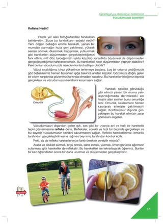 Denetleyici ve Düzenleyici Sistemimiz
37
Vücudumuzda Sistemler
Refleks Nedir?
Yanda yer alan foto¤raflardaki farkl›l›klar›
belirleyelim. Sizce bu farkl›l›klar›n sebebi nedir?
Yeni doğan bebeğin emme hareketi, yanan bir
mumdan parmağın hızla geri çekilmesi, yüksek
sesten ürkmek, öksürmek, hapşırmak, yutkunmak
gibi hareketleri düşünmeden gerçekleﬂtirdi¤imizi
fark ettiniz mi? Göz bebe¤imizin ›ﬂ›kta küçülüp karanl›kta büyümesi de düﬂünmeden
gerçekleﬂtirdi¤imiz hareketlerdendir. Bu hareketleri niçin düﬂünmeden yap›yor olabiliriz?
Peki bunlar vücudumuzda nereden kontrol ediliyor olabilir?
Vücut sıcaklığımız biraz yükselince terlemeye başlarız. Loş bir ortama girdiğimizde
göz bebeklerimiz hemen büyürken ışığa bakınca aniden küçülür. Gözümüze doğru gelen
bir cisim karşısında gözlerimizi farkında olmadan kapatırız. Bu hareketler isteğimiz dışında
gerçekleşir ve vücudumuzun kendisini korumas›n› sa¤lar.
Yandaki şekilde görüldüğü
gibi elimizi yanan bir muma yak-
laştırdığımızda derimizdeki acı
hissini alan sinirler bunu omuriliğe
iletir. Omurilik, kaslarımızın hemen
kasılarak elimizin çekilmesini
sağlar. Kontrolümüz d›ﬂ›nda ger-
çekleﬂen bu hareket elimizin zarar
görmesini engeller.
Vücudumuzun dışarıdan gelen ›ﬂ›k, ses gibi bir uyarıya ani ve hızlı bir hareketle
tepki göstermesine refleks denir. Refleksler, sürekli ve hızlı bir biçimde gerçekleşir ve
bu sayede vücudumuzun kendini savunmasını sağlar. Refleks hareketlerimiz, omurilik
tarafından gerçekleştirilmesine rağmen beynimiz tarafından kontrol edilir.
Peki, siz de refleks hareketlerimize farklı örnekler verebilir misiniz?
Araba ve bisiklet sürmek, örgü örmek, dans etmek, yüzmek, limon görünce ağzımızın
sulanması gibi hareketler de reflekstir. Bu hareketleri ise tekrarlayarak ö¤reniriz. Bunlar›
bir kez ö¤rendikten sonra bir daha unutmaz ve düşünmeden gerçekleştiririz.
18
27. s.
Omurilik
 
