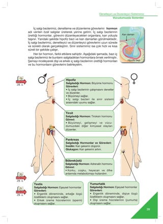Denetleyici ve Düzenleyici Sistemimiz
39
Vücudumuzda Sistemler
‹ç salgı bezlerimiz, denetleme ve düzenleme görevlerini hormon
adı verilen özel salgılar üreterek yerine getirir. ‹ç salgı bezlerinin
ürettiği hormonlar, görevini düzenleyecekleri organlara, kan yoluyla
taşınır. Yandaki ﬂekilde hipofiz bezi ve kan damarlar› görülmektedir.
‹ç salgı bezlerimiz, denetleyici ve düzenleyici görevlerini uzun sürede
ve sürekli olarak gerçekleştirir. Sinir sistemimiz ise çok hızlı ve kısa
süreli bir şekilde çalışır.
Her bir hormon, farklı etkilere sahiptir. Aşağıdaki ﬂemada, bazı iç
salgı bezlerimiz ile bunların salgıladıkları hormonlara örnek verilmiﬂtir.
ﬁemay› inceleyerek diﬂi ve erkek iç salgı bezlerinin üretti¤i hormonlar›
ve bu hormonların görevlerini belirleyelim.
19
28. s.
21
29. s.
Tiroit
Salg›lad›¤› Hormon: Tiroksin hormonu
Görevi:
• Büyümeyi, gelişmeyi ve vücu-
dumuzdaki diğer kimyasal olayları
düzenler.
Pankreas
Salg›lad›¤› Hormonlar ve Görevleri:
‹nsülin: Kan şekerini düﬂürür.
Glukagon: Kan şekerini art›r›r.
Böbreküstü
Salg›lad›¤› Hormon: Adrenalin hormonu
Görevi:
• Korku, coşku, heyecan ve öfke
anlarında metabolizmayı hızlandırır.
Testis
Salg›lad›¤› Hormon: Eşeysel hormonlar
Görevleri:
• Ergenlik döneminde, erkeğe özgü
özelliklerin oluşmasını sağlar.
• Erkek üreme hücrelerinin (sperm)
oluşmasını sağlar.
Hipofiz
Salg›lad›¤› Hormon: Büyüme hormonu
Görevleri:
• ‹ç salgı bezlerinin çalışmasını denetler
ve düzenler.
• Büyümeyi sağlar.
• ‹ç salgı bezleri ile sinir sistemi
arasındaki uyumu sağlar.
Yumurtalık
Salg›lad›¤› Hormon: Eşeysel hormonlar
Görevleri:
• Ergenlik döneminde, dişiye özgü
özelliklerin oluşmasını sağlar.
• Dişi üreme hücrelerinin (yumurta)
oluşmasını sağlar.
Kan damar›
Hipofiz bezi
20
29. s.
 