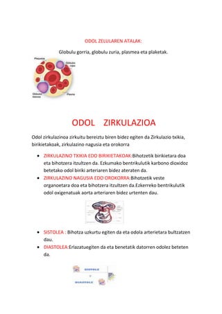 ODOL ZELULAREN ATALAK:
Globulu gorria, globulu zuria, plasmea eta plaketak.

ODOL ZIRKULAZIOA
Odol zirkulazinoa zirkuitu bereiztu biren bidez egiten da Zirkulazio txikia,
birikietakoak, zirkulazino nagusia eta orokorra
ZIRKULAZINO TXIKIA EDO BIRIKIETAKOAK:Bihotzetik birikietara doa
eta bihotzera itzultzen da. Ezkumako bentrikulutik karbono dioxidoz
betetako odol biriki arteriaren bidez ateraten da.
ZIRKULAZINO NAGUSIA EDO OROKORRA:Bihotzetik veste
organoetara doa eta bihotzera itzultzen da.Ezkerreko bentrikulutik
odol oxigenatuak aorta arteriaren bidez urtenten dau.

SISTOLEA : Bihotza uzkurtu egiten da eta odola arterietara bultzatzen
dau.
DIASTOLEA:Erlazatuegiten da eta benetatik datorren odolez beteten
da.

 