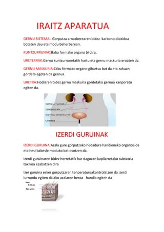 IRAITZ APARATUA
GERNU SISTEMA: Gorputza arnasberearen bidez karbono dioxidoa
botaten dau eta modu beherberean.
KUNTZURRUNAK:Baba formako organo bi dira.
URETERRAK:Gernu kuntzurrunetatik hartu eta gernu maskuria eroaten da.
GERNU MASKURIA:Zaku formako organo gihartsu bat da eta zakuan
gordeta egoten da gernua.
URETRA:Hodiaren bidez gernu maskuria gordetako gernua kanporatu
egiten da.

IZERDI GURUINAK
IZERDI GURUINA:Azala gure gorputzako hedadura handieneko organoa da
eta hesi babesle moduko bat osotzen da.
Izerdi guruinaren bidez horretatik hur dagozan kapilarretako subtatzia
toxikoa ezabatzen dira
Izer guruina esker gorputzaren tenperatureakontrolatzen da izerdi
lurrundu egiten dalako azalaren beroa handia egiten da

 