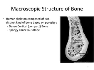 Macroscopic Structure of Bone
• Human skeleton composed of two
distinct kind of bone based on porosity :
- Dense Cortical (compact) Bone
- Spongy Cancellous Bone
14
 