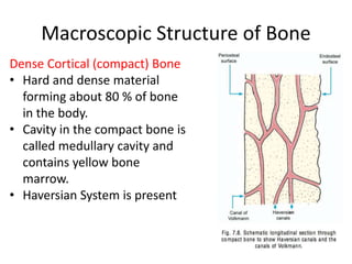 Macroscopic Structure of Bone
Dense Cortical (compact) Bone
• Hard and dense material
forming about 80 % of bone
in the body.
• Cavity in the compact bone is
called medullary cavity and
contains yellow bone
marrow.
• Haversian System is present
15
 
