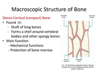 Macroscopic Structure of Bone
Dense Cortical (compact) Bone
• Found in:
- Shaft of long bones
- Forms a shell around vertebral
bodies and other spongy bones
• Main function:
- Mechanical functions
- Protection of bone marrow
16
 