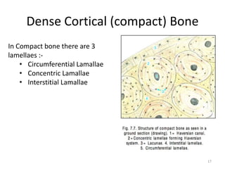 Dense Cortical (compact) Bone
In Compact bone there are 3
lamellaes :-
• Circumferential Lamallae
• Concentric Lamallae
• Interstitial Lamallae
17
 