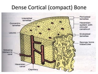 Dense Cortical (compact) Bone
18
 