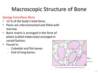 Macroscopic Structure of Bone
Spongy Cancellous Bone
• 15 % of the body’s total bone.
• Pores are interconnected and filled with
marrow.
• Bone matrix is arranged in the form of
plates (called trabeculae) arranged in
varied fashion.
• Found in:
- Cuboidal and flat bones
- End of long bones.
19
 