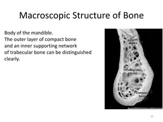 Macroscopic Structure of Bone
Body of the mandible.
The outer layer of compact bone
and an inner supporting network
of trabecular bone can be distinguished
clearly.
20
 