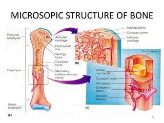 MICROSOPIC STRUCTURE OF BONE
• Osteogenic Cells
– Osteoblasts
– Osteocytes
– Bone lining cells
• Osteoclasts
21
 