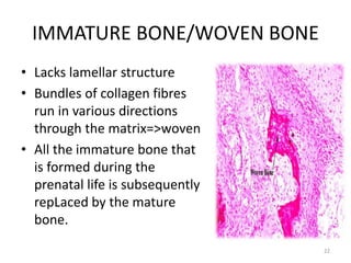 IMMATURE BONE/WOVEN BONE
• Lacks lamellar structure
• Bundles of collagen fibres
run in various directions
through the matrix=>woven
• All the immature bone that
is formed during the
prenatal life is subsequently
repLaced by the mature
bone.
22
 
