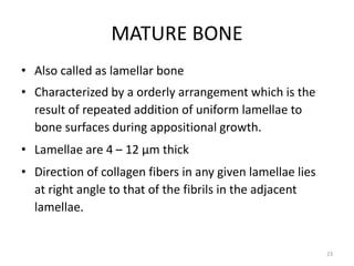 MATURE BONE
• Also called as lamellar bone
• Characterized by a orderly arrangement which is the
result of repeated addition of uniform lamellae to
bone surfaces during appositional growth.
• Lamellae are 4 – 12 µm thick
• Direction of collagen fibers in any given lamellae lies
at right angle to that of the fibrils in the adjacent
lamellae.
23
 